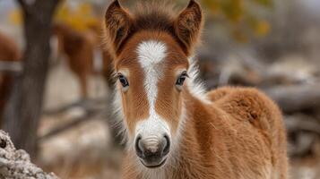 Young foal stands among the trees with a curious expression in a serene landscape during daylight photo