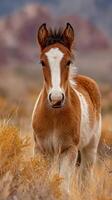 Young wild horse explores golden grasslands in a serene mountain landscape during late afternoon light photo
