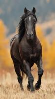 Majestic black horse galloping across a golden meadow during autumn in the mountains photo