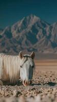 White horse resting in arid landscape with mountains under clear blue sky near sunset photo