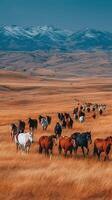 Herd of horses grazing in rolling grasslands with mountains in the background during daylight hours photo