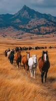 Herd of horses walking through golden grasslands in a mountainous landscape during late afternoon photo