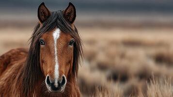 Majestic brown horse stands proudly against a backdrop of golden grasslands during a serene afternoon photo