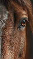 Close-up view of a horse's eye revealing intricate details and warm colors in natural light photo