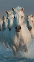 Herd of white horses running through the water at sunset in a serene coastal environment photo