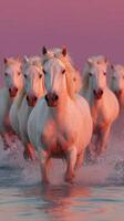 White horses galloping through shallow water at sunset in a serene coastal landscape photo