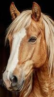 Golden horse with flowing mane poses for a close-up portrait in a stable during the afternoon light photo