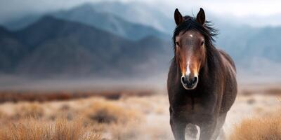Wild horse running through a dusty landscape under a cloudy sky in the mountains during early morning light photo