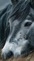 Grey horse resting in tall grass during a tranquil afternoon in a rural setting photo