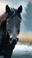 Majestic black horse standing calmly in a snowy landscape during early morning light photo