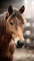 Majestic horse standing in a barn illuminated by soft morning light photo