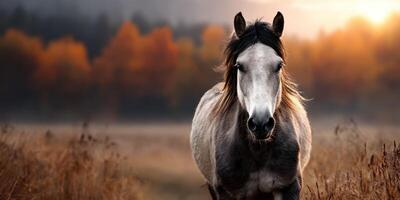 Horse stands majestically in a golden field during sunset with vibrant autumn colors in the background photo
