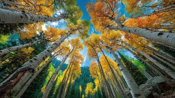 Tall aspen trees with vibrant autumn leaves create a stunning canopy in a serene forest setting photo