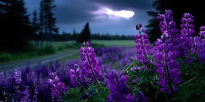 Vibrant purple flowers bloom under a cloudy sky in a serene landscape at dusk photo