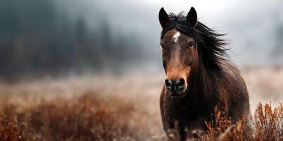 Brown horse running through foggy meadow at dawn in the countryside, showcasing wild beauty and natural surroundings photo