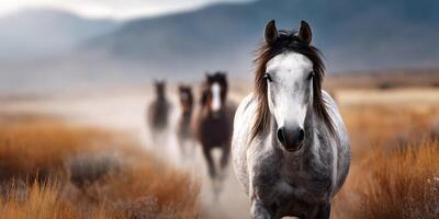 Majestic gray horse leading a group of wild horses through a dusty landscape at sunrise photo