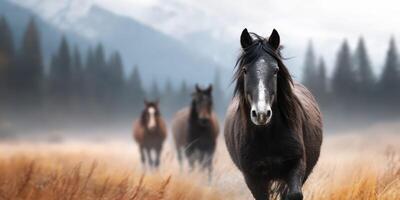 Herd of horses galloping through foggy meadow in mountainous landscape at dawn photo