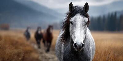 Herd of horses in a field with a focus on a gray horse in the foreground during cloudy weather photo