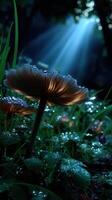 Mushrooms illuminated by soft light in a serene forest during early morning hours photo
