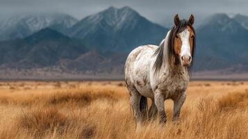 Wild horse stands in a golden meadow with snow-capped mountains in the background during a cloudy day photo