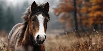 Wild horse standing in a misty meadow surrounded by autumn foliage during early morning photo