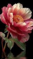 Peony flower with vibrant colors and raindrops, captured in a dark background during a serene moment of nature photo