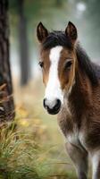 Young horse stands gracefully among trees in a misty landscape during early morning hours in the countryside photo