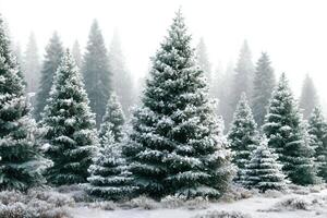 Snow-covered pine trees create a serene winter landscape in a tranquil forest during morning light photo