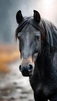 Majestic black horse stands proudly in serene natural setting during early morning light photo