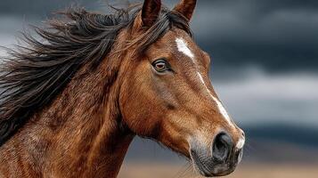 Majestic brown horse gazes into the distance under a dramatic cloudy sky photo
