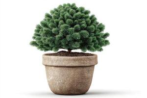 Lush evergreen plant in a textured pot creating a serene indoor atmosphere photo