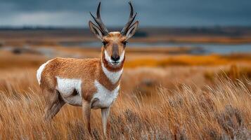 Pronghorn antelope standing in tall grass during a cloudy day in a natural landscape photo