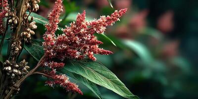 Colorful flowering plant with intricate details located in a lush garden during late afternoon sunlight photo