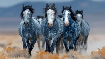 Majestic wild horses galloping through the rugged landscape at dusk under a dramatic sky photo