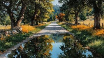 Scenic country road lined with trees and wildflowers reflecting in a puddle during autumn photo