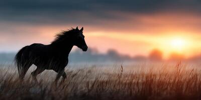 Silhouetted horse galloping through open field at sunset against a dramatic sky photo
