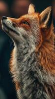 Majestic red fox with detailed fur coat at twilight in a forest setting photo