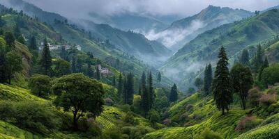 Lush green hills enveloped in mist with serene valleys and towering trees during early morning hours photo