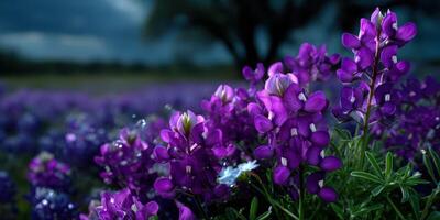 Lavender wildflowers bloom under a cloudy sky in a vibrant Texas field during springtime photo