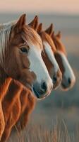 Three horses posing together during golden hour in a tranquil landscape photo