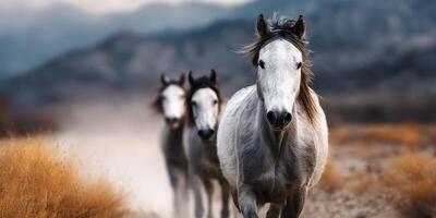 Herd of wild horses galloping across a dusty trail in a mountainous landscape during early morning light photo