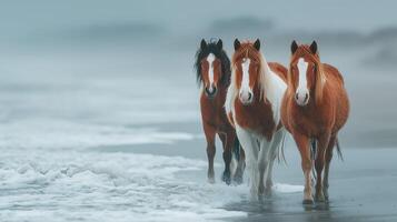 Horses walk along a misty beach, enjoying the waves and serene atmosphere during early morning hours photo