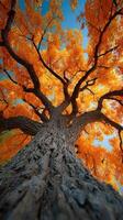 Vibrant autumn tree stands tall against a clear blue sky, showcasing colorful foliage in the heart of fall photo