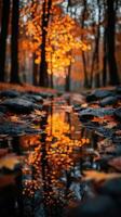 Reflections of autumn colors in a quiet forest stream during golden hour photo