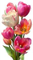 Colorful bouquet of tulips in various shades on display in a sunlit room during spring photo