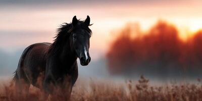 Majestic black horse standing in a field during sunset with warm hues in the background and a serene atmosphere photo