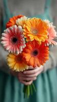 Colorful bouquet of gerbera daisies held by a person wearing an apron in a cozy indoor setting photo