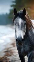 Majestic grey horse walking along the tranquil lakeshore during a cloudy day in early autumn photo