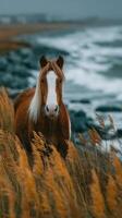 Brown horse standing near beach with golden grass and waves in cloudy weather photo