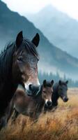 Three wild horses standing in a misty meadow surrounded by mountains during early morning light photo